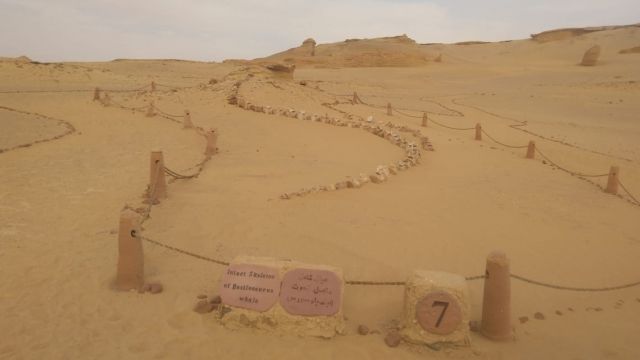 2 Day Camping trip from Fayoum — photo 8