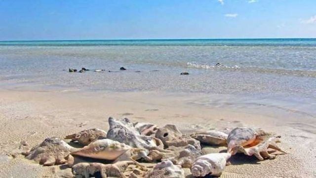 2 day itinerary Marsa Alam from Sahel Hashesh — photo 9