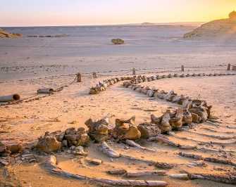 3 Day trip White desert and wadi el Hitan from Luxor — photo 3