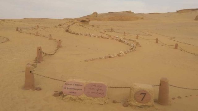 3 Days trip wadi el Hitan and Fayoum Oasis from Cairo — photo 7