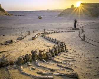 4 Day Trip Wadi el Hitan and the white desert from Alexandria