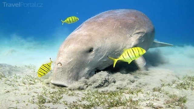 abu dabbab dugong bay hurghada egypt excursions — photo 5