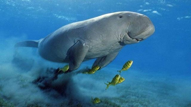 abu dabbab dugong bay Med Red Sea — photo 2