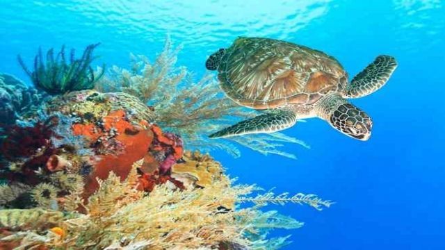 abu dabbab dugong bay Portghalib tours โ photo 5