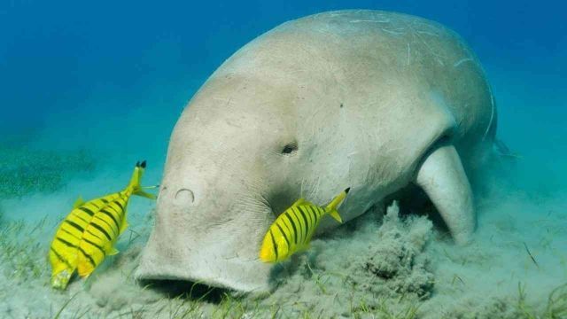 Abu Dabbab Dugong bay Snorkeling tour from Marsa Alam