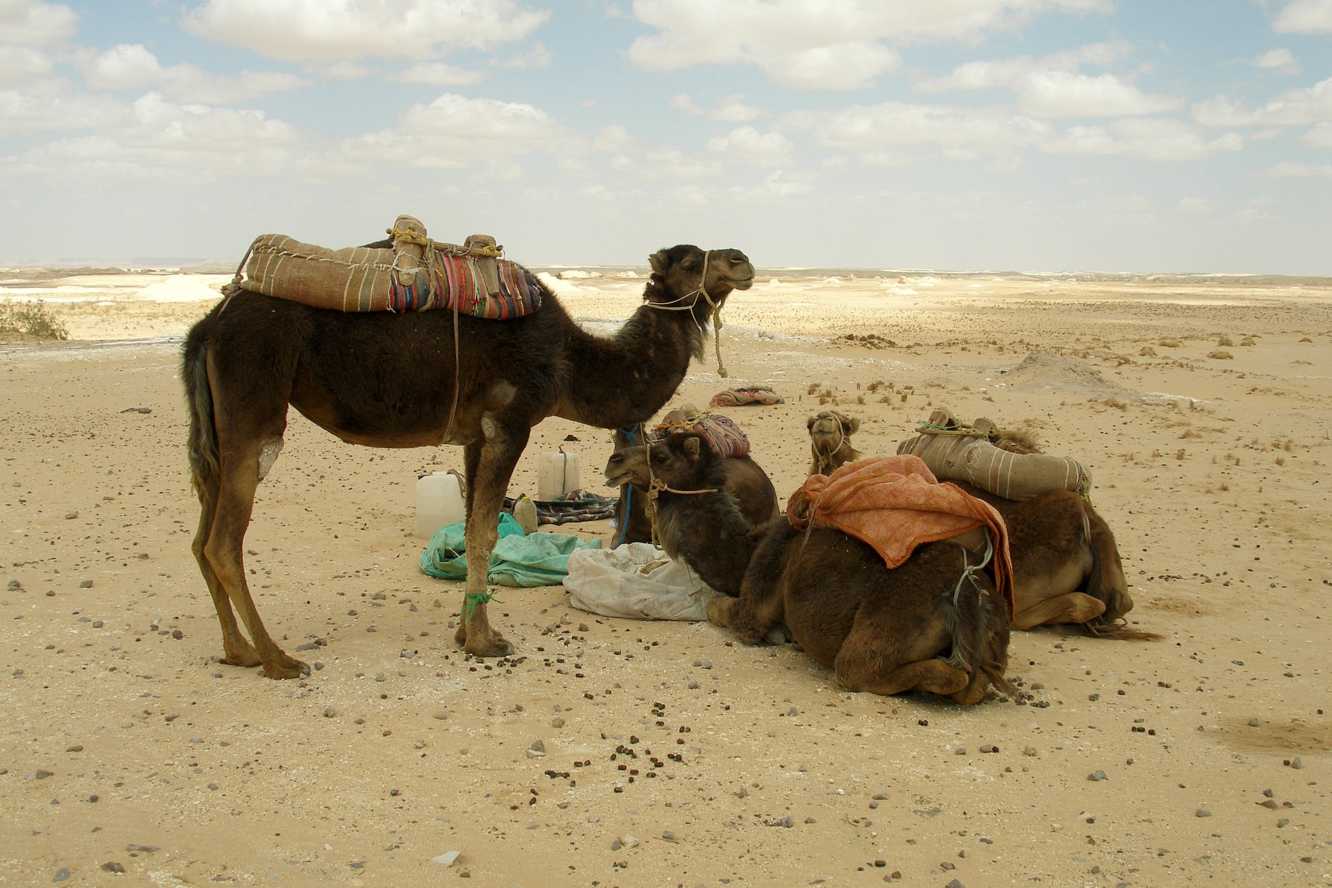 Aladin Safari Excursions from Marsa Alam — photo 6