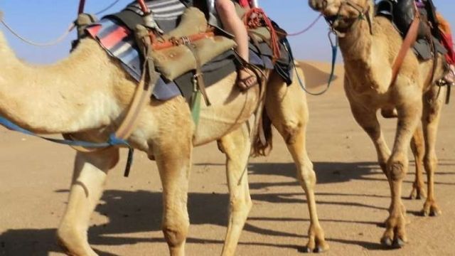 camel riding Portghalib day tour โ photo 5