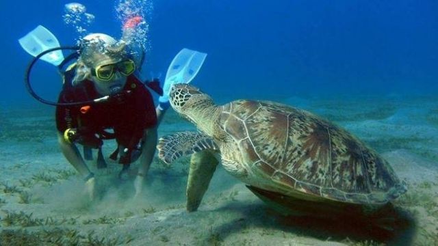 day scuba diving Makadi Egypt Red Sea — photo 5