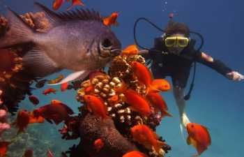 Day Scuba Diving Tour From Sharm EL Sheikh