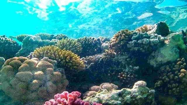 Dolphin house boat snorkeling excursion from Hurghada — photo 2