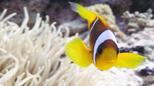 Paradise Island Snorkeling tour from Sahel Hashesh — photo 7