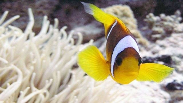 Paradise Island Snorkeling trip Full Day from Sahel Hashesh — photo 8