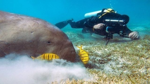 Portghalib diving trip from El Quseir — photo 4