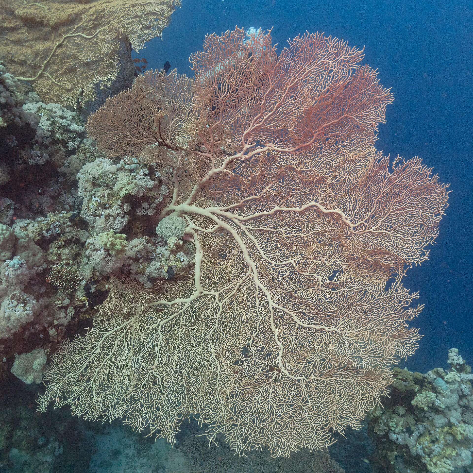 Private boat trip to Hamata Islands From Marsa Alam — photo 6