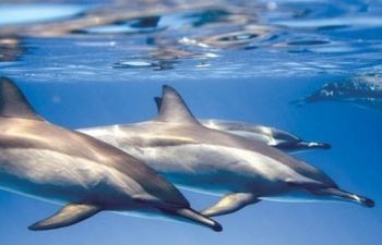 Private boat trip to the Dolphin house from Marsa Alam — photo 4