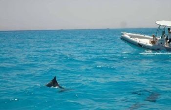 Private speedboat trip to dolphin house From El Gouna — photo 2