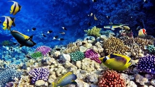 Private transfer from Damietta to Hurghada Hotels