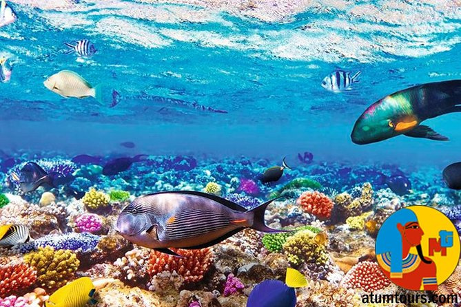 Private Trip To The Ras Mohamed From Sharm El Sheikh Port — photo 6