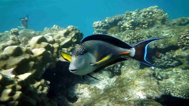 Scuba Diving Excursions from Sahl Hasheesh — photo 5