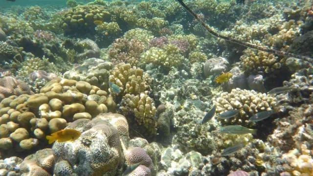 Sharm el Naga day snorkeling trip from Hurghada — photo 5