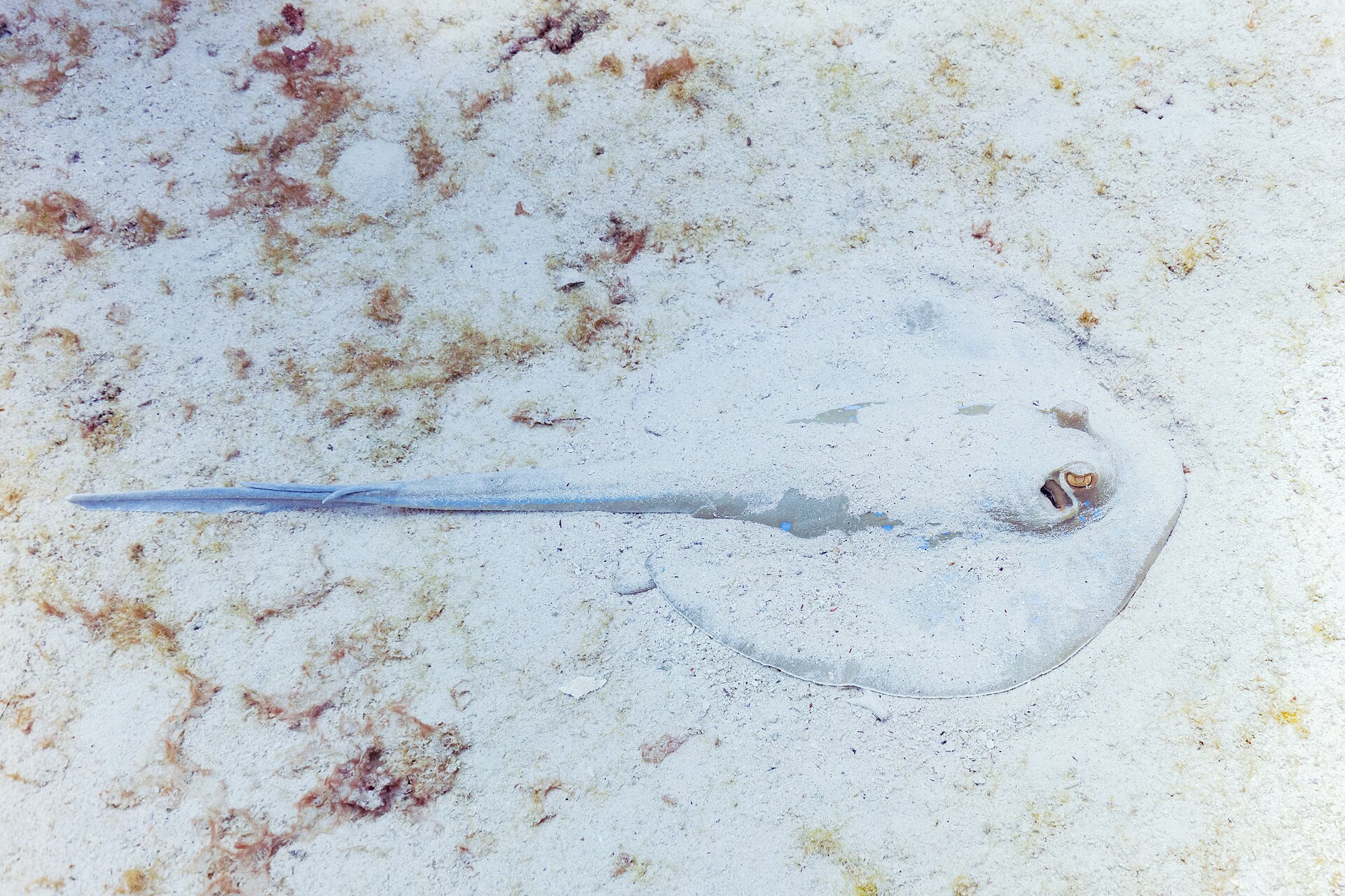 Transfer image 5