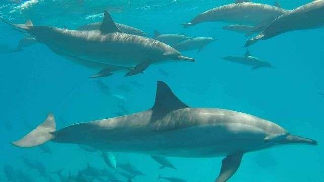 snorkeling at dolphin house from marsa alam — photo 4