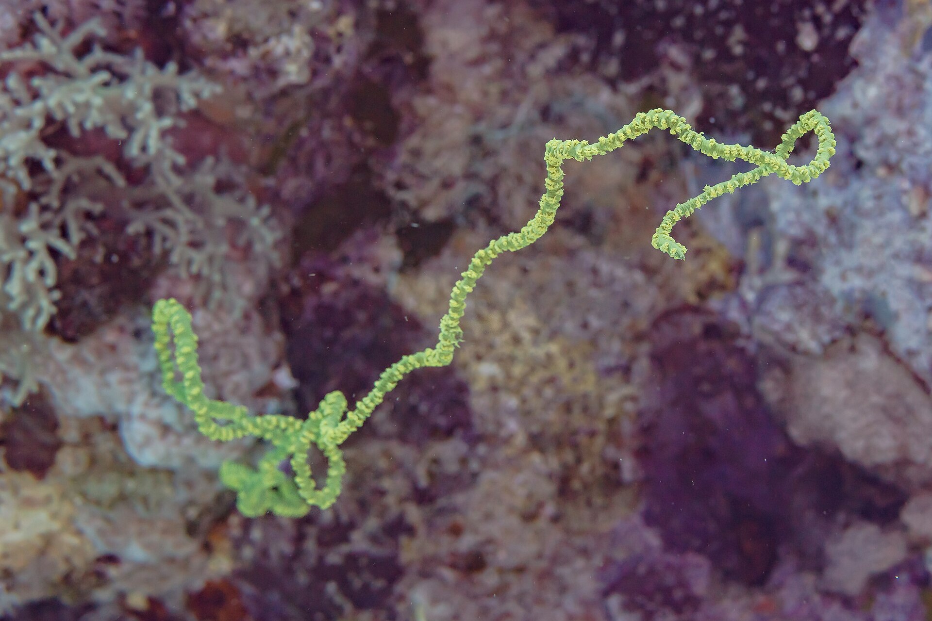 Snorkeling Trip at Hamata Islands From Marsa Alam