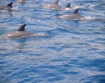 Snorkeling trip to the dolphin house from El Gouna