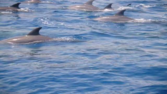 Snorkeling trip to the dolphin house from El Gouna — photo 6