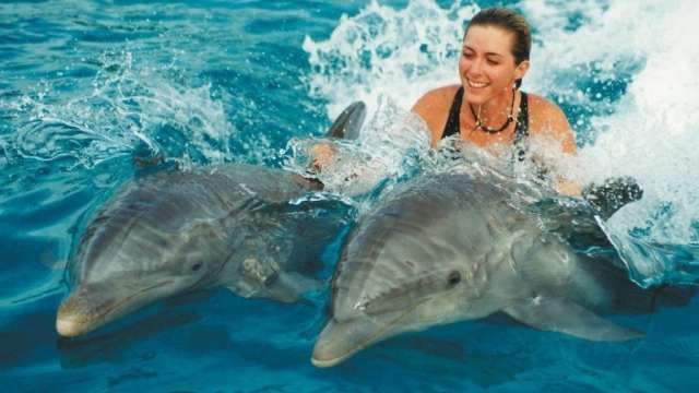 Swim with dolphins in Sharm el Sheikh — photo 9