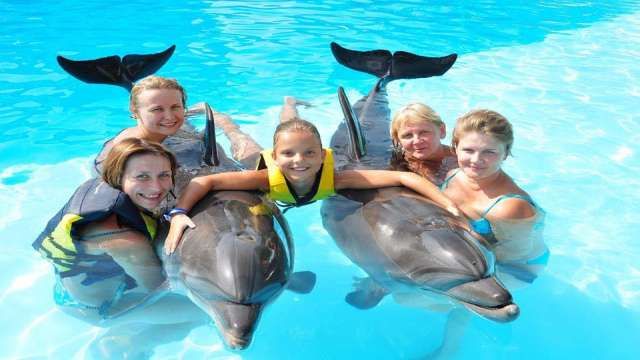Swim with dolphins in Sharm el Sheikh — photo 10