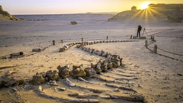 Two day trip to fayoum oasis and wadi el Hitan from Cairo — photo 4