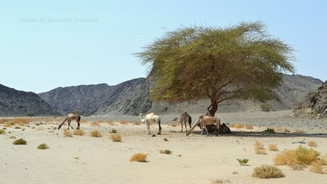 Wadi El Gemal Excursions in Marsa Alam — photo 2