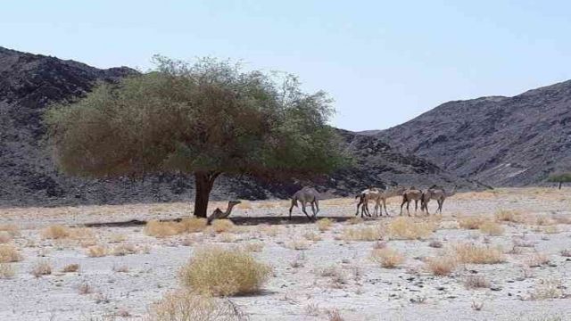 Wadi El Gemal Excursions in Portghalib — photo 3